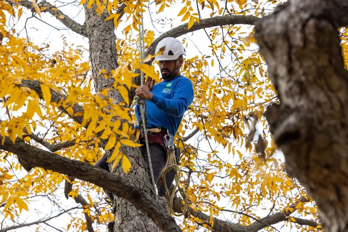 Skilled Tree Planing crew working in Leesburg