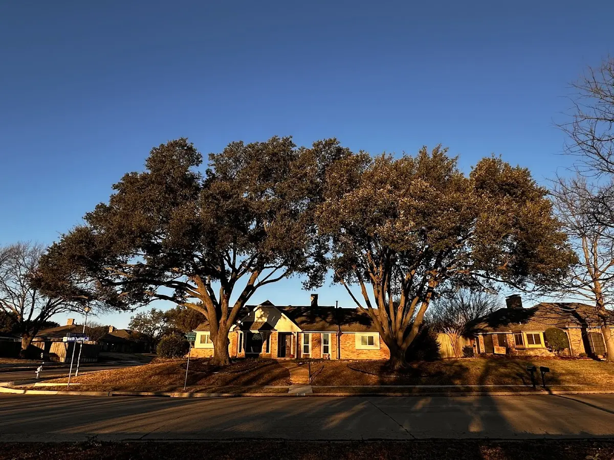 Established residential canopy tree shading a home in Leesburg